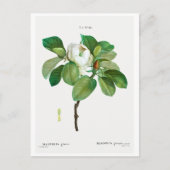 REDOUTÉ BOTANICAL "MAGNOLIA" BRIEFKAART (Voorkant)