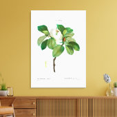 REDOUTÉ  BOTANICAL "MAGNOLIA" CANVAS AFDRUK (Insitu (Woonkamer))