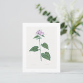 REDOUTÉ BOTANICAL "MORNING GLORY" BRIEFKAART (Staand voorkant)