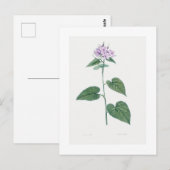 REDOUTÉ BOTANICAL "MORNING GLORY" BRIEFKAART (Voorkant / Achterkant)