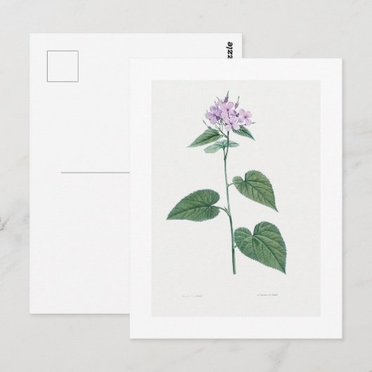 REDOUTÉ BOTANICAL "MORNING GLORY" BRIEFKAART (Voorkant / Achterkant)