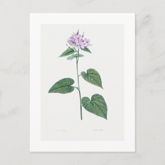 REDOUTÉ BOTANICAL "MORNING GLORY" BRIEFKAART (Voorkant)