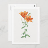 REDOUTÉ BOTANICAL "ORANJE LILY" BRIEFKAART (Voorkant / Achterkant)