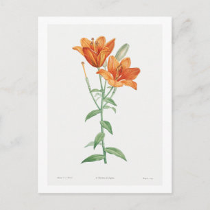 REDOUTÉ BOTANICAL "ORANJE LILY" BRIEFKAART