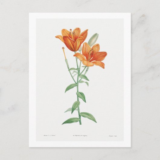 REDOUTÉ BOTANICAL "ORANJE LILY" BRIEFKAART (Voorkant)