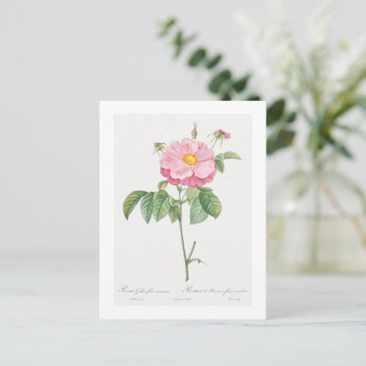 REDOUTÉ BOTANICAL "PROVINS ROOS" BRIEFKAART (Staand voorkant)