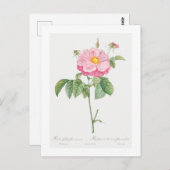 REDOUTÉ BOTANICAL "PROVINS ROOS" BRIEFKAART (Voorkant / Achterkant)