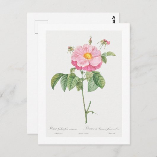 REDOUTÉ BOTANICAL "PROVINS ROOS" BRIEFKAART (Voorkant / Achterkant)