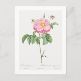 REDOUTÉ BOTANICAL "PROVINS ROOS" BRIEFKAART