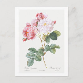 REDOUTÉ BOTANICAL "ROSEBUSH" BRIEFKAART
