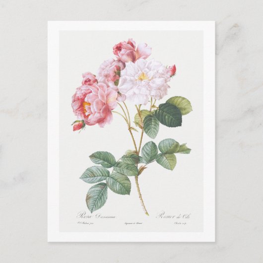 REDOUTÉ BOTANICAL "ROSEBUSH" BRIEFKAART (Voorkant)