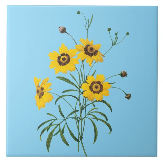 Redoute Coreopsis Bloem Tegel Tegeltje (Voorkant)