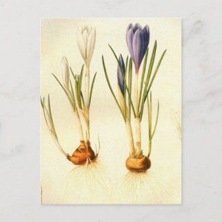 Redoute Crocus Briefkaart