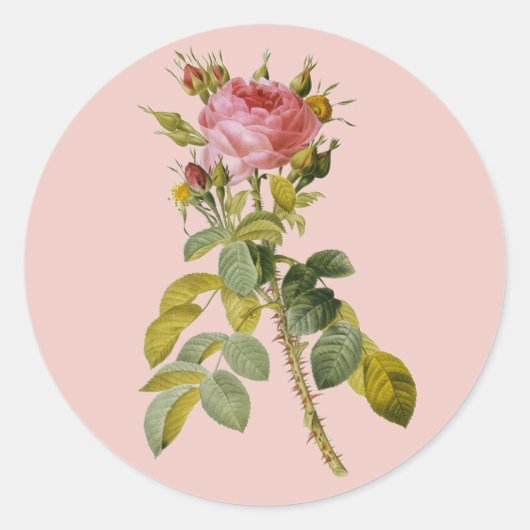 Redoute Engels Roos Single Stem Ronde Sticker (Voorkant)