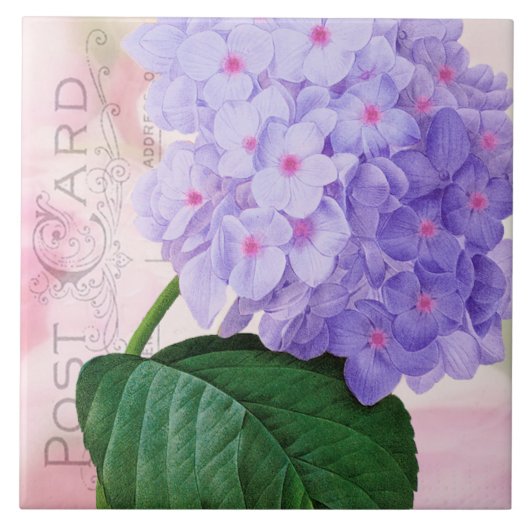 Redoute Franse Paars Hydrangea Ceramic Tile Tegeltje (Voorkant)