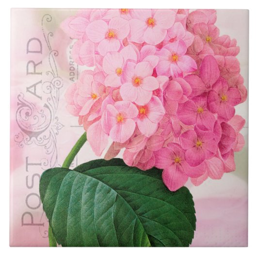 Redoute Franse roze hydrangea keramische tegel Tegeltje (Voorkant)