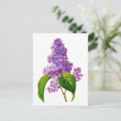 Redoute Lilacs Briefkaart (Staand voorkant)