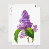 Redoute Lilacs Briefkaart (Voorkant / Achterkant)
