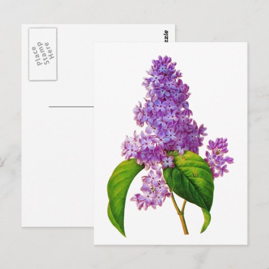 Redoute Lilacs Briefkaart (Voorkant / Achterkant)