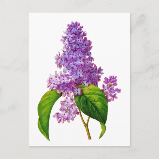 Redoute Lilacs Briefkaart (Voorkant)