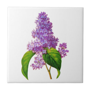 Redoute Lilacs Tegeltje