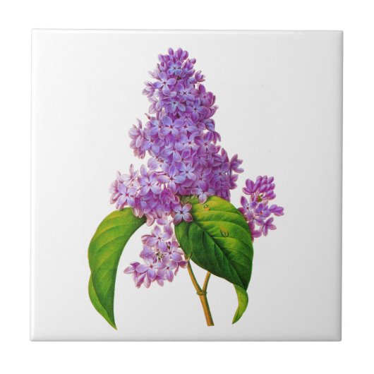 Redoute Lilacs Tegeltje (Voorkant)