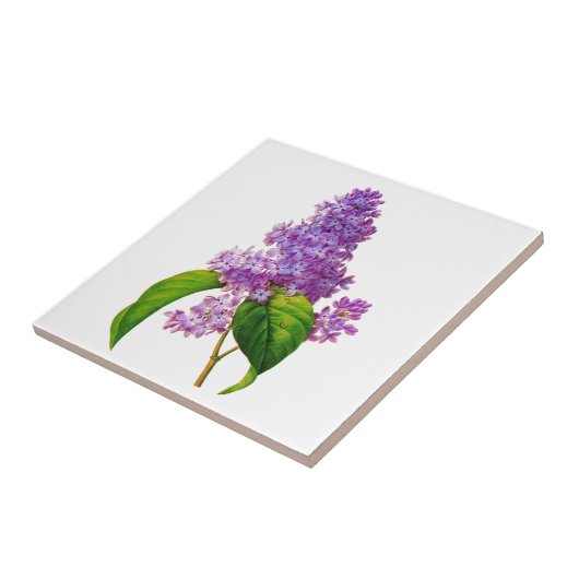 Redoute Lilacs Tegeltje (Zijkant)