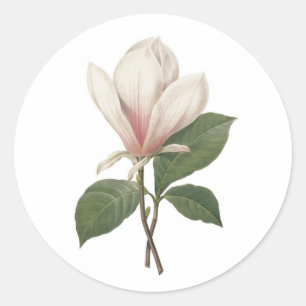 Redoute Magnolia Sticker