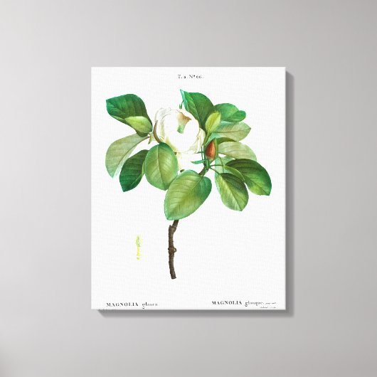 REDOUTÉ "MAGNOLIA" STRETCHERDE CANVAS-AFDRUKKING CANVAS AFDRUK (Voorkant)