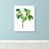 REDOUTÉ "MAGNOLIA" STRETCHERDE CANVAS-AFDRUKKING CANVAS AFDRUK (Insitu (Houten vloer))