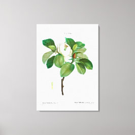 REDOUTÉ "MAGNOLIA" STRETCHERDE CANVAS-AFDRUKKING CANVAS AFDRUK