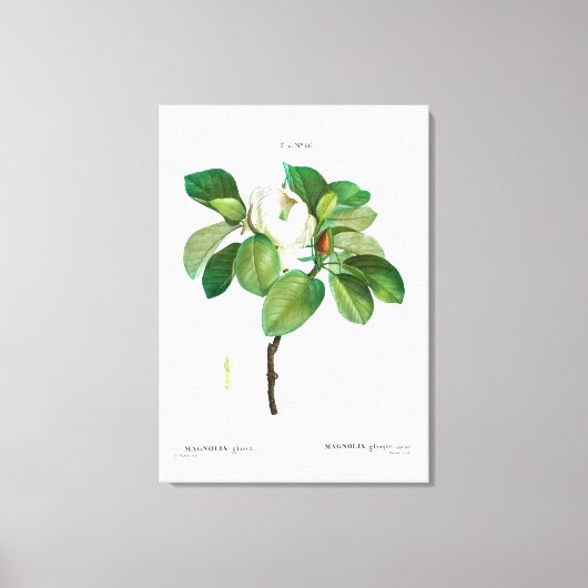 REDOUTÉ "MAGNOLIA" STRETCHERDE CANVAS-AFDRUKKING CANVAS AFDRUK (Voorkant)