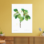 REDOUTÉ "MAGNOLIA" STRETCHERDE CANVAS-AFDRUKKING CANVAS AFDRUK (Insitu (Woonkamer))