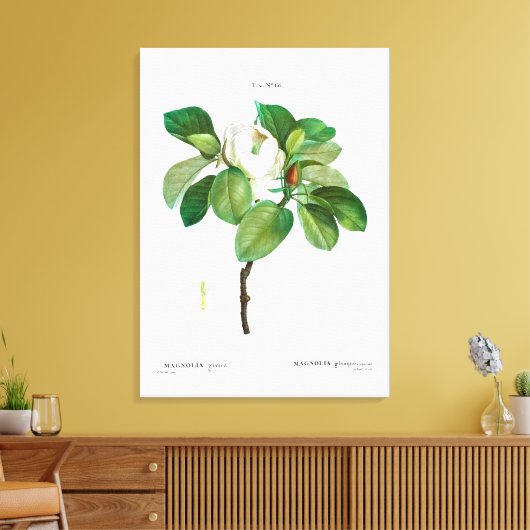 REDOUTÉ "MAGNOLIA" STRETCHERDE CANVAS-AFDRUKKING CANVAS AFDRUK (Insitu (Woonkamer))