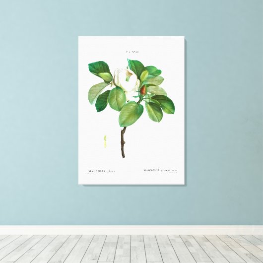 REDOUTÉ "MAGNOLIA" STRETCHERDE CANVAS-AFDRUKKING CANVAS AFDRUK (Insitu (Houten vloer))