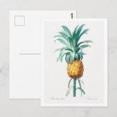 REDOUTÉ "PINEAPPLE" BOTANISCH BRIEFKAART (Voorkant / Achterkant)