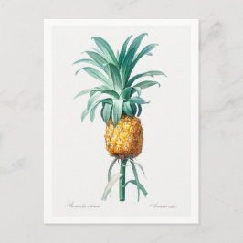 REDOUTÉ "PINEAPPLE" BOTANISCH BRIEFKAART