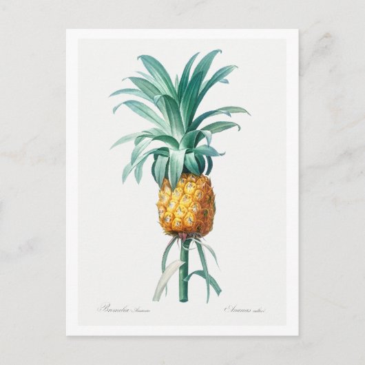 REDOUTÉ "PINEAPPLE" BOTANISCH BRIEFKAART (Voorkant)