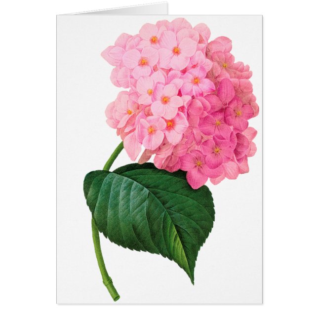 Redoute Pink Hydrangea (Voorkant)
