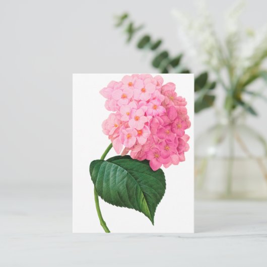 Redoute Pink Hydrangea Briefkaart (Staand voorkant)