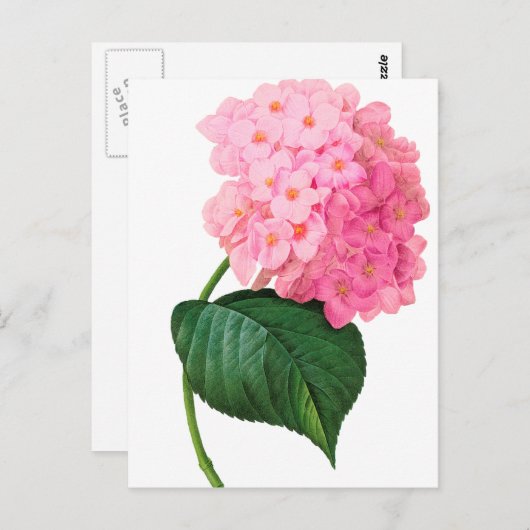 Redoute Pink Hydrangea Briefkaart (Voorkant / Achterkant)