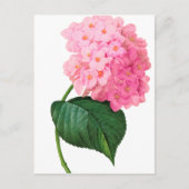 Redoute Pink Hydrangea Briefkaart (Voorkant)