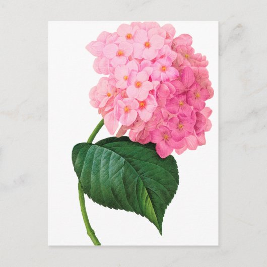 Redoute Pink Hydrangea Briefkaart (Voorkant)