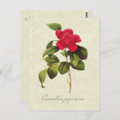 Redoute Red Camellia Briefkaart voor botanische af (Voorkant / Achterkant)