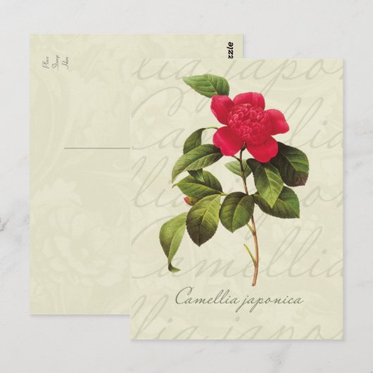 Redoute Red Camellia Briefkaart voor botanische af (Voorkant / Achterkant)