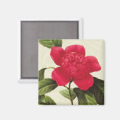 Redoute Rode Camellia Botanische Print Vierkante m Magneet (Voorkant / Achterkant)