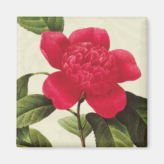 Redoute Rode Camellia Botanische Print Vierkante m Magneet