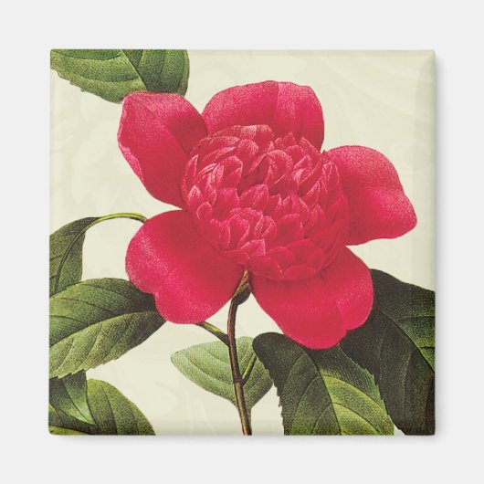 Redoute Rode Camellia Botanische Print Vierkante m Magneet (Voorkant)
