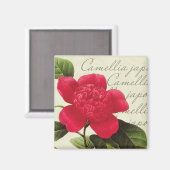 Redoute Rode Camellia Botanische Print Vierkante m Magneet (Voorkant / Achterkant)