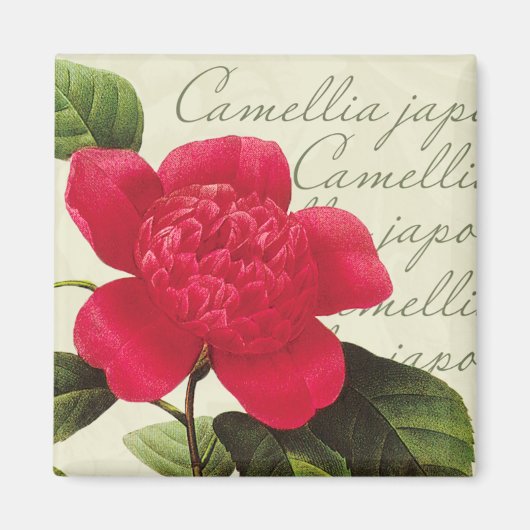 Redoute Rode Camellia Botanische Print Vierkante m Magneet (Voorkant)